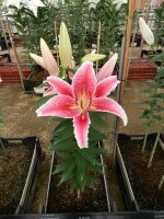 [4360 Tasman GA No01.JPG]